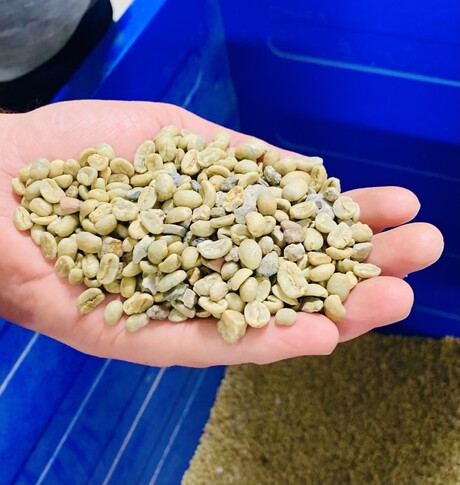 Groene koffiebonen uit Brazilië en Colombia voor Joh Johannson Kaffe.